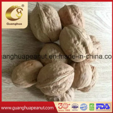 Walnut in Shell with The Best Quality and Good Taste